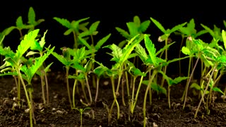 Cool Timelapse of Hemp Growing