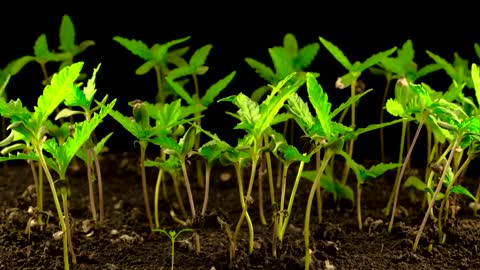 Cool Timelapse of Hemp Growing