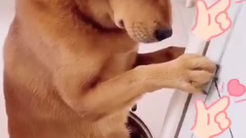 Amazing Dog Video