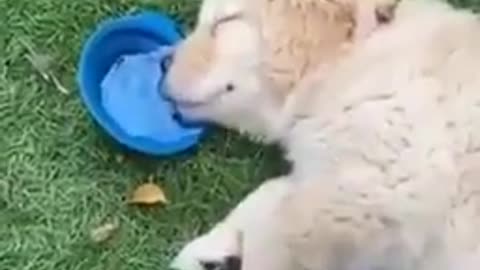 very sleepy dog ​​trying to drink water