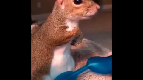 squirrel wants some brushing