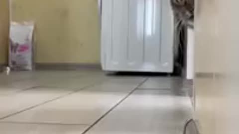 Cat Video | Funny cat video