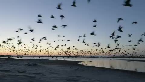 An ephemeral spit of sand in South Carolina is a gathering place for tens