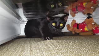 2 Black Cats play in window behind the couch