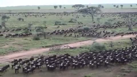 Wildebeests migration