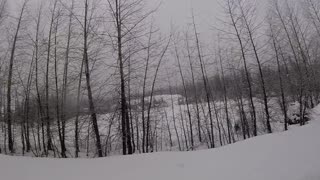 Brown and black dog walking in snow