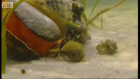 Giant Horse Conch and Burglar Hermit Crabs | Blue Planet | BBC Earth