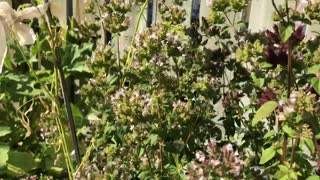 Honey bees dancing on oregano plant.