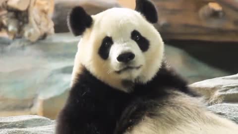 The giant panda is clumsy