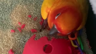 Parrot hilariously shakes his head just like a sprinkler
