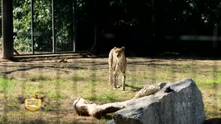 Wildlife World Zoo - The Difference Between Animal Rights and Animal Welfare