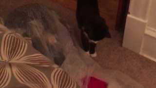 Black and white cat scared by shocker firework