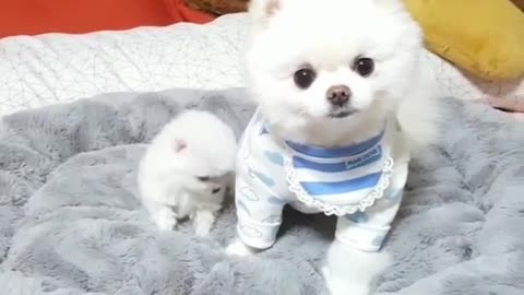 Click here to see the cute puppy