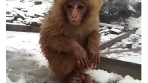 Cute monkey