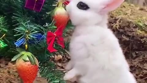 Rabbit 🐰 eating marry Christmas tree 🥑