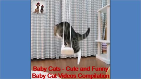 Baby Cats - Cute and Funny Baby Cat Videos Compilation #3