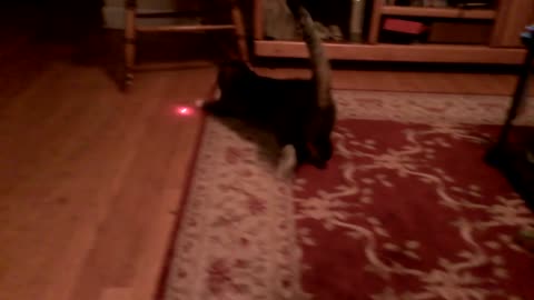 Cat with laser pointer on head