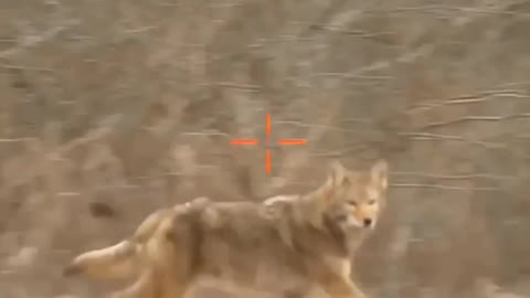 HUNTING || Coyotes | shorts | #024