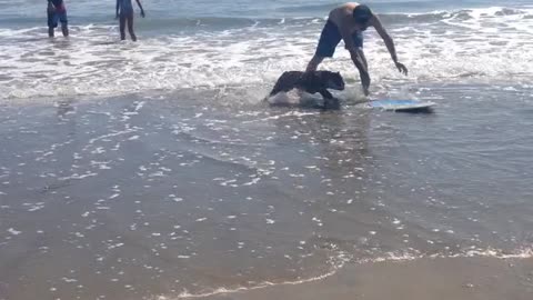 Wakeboarding Bulldog demonstrates impressive skills