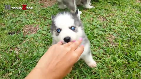 Hushky Dogs And Puppies_A funny videos And cute videos Compliation