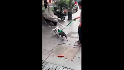 Dog vs. Robot Dog