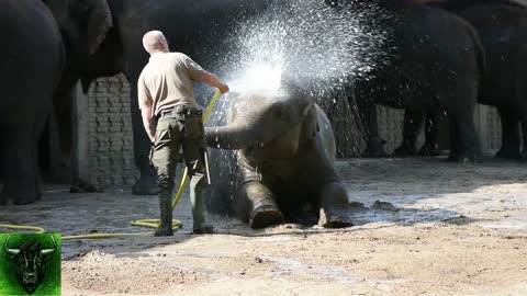 Video Of Baby Elephant Enjoying Water Shower 🐘