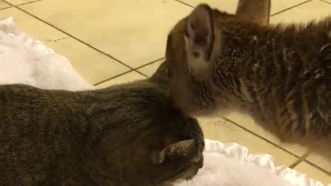 Little fawn gives a cat an adorable tongue bath