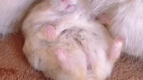 The shy hamster ducked into Mother cat's arms