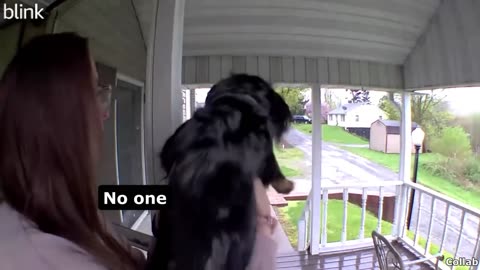 Best Dog Videos of the Decade