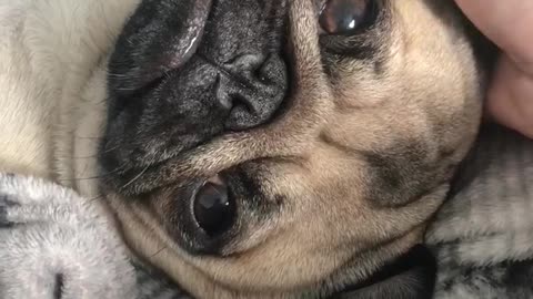 Needy Pug relaxes during massage