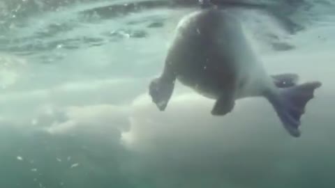 Beutiful footage of this female harp seal in ocen .