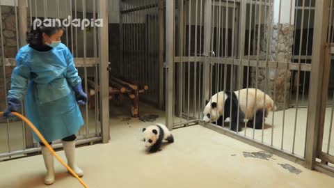 Panda keeper gives baby cub back to his mum