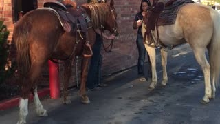 This is how horses cool off in Montana