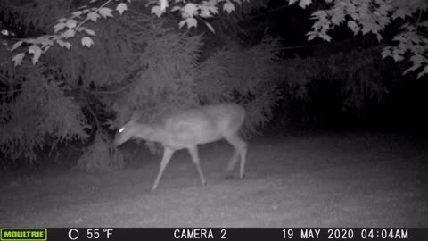 06/02/2024: Trail Cam Captures #41: The Last of the Property Line Camera