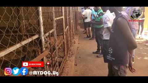 All Uganda Dog Breeders went to see the Biggest Boerboel