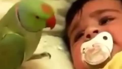 A parrot caresses a crying baby