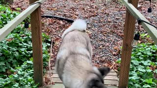 Baloo the Akita Dog Breaks Long Stick