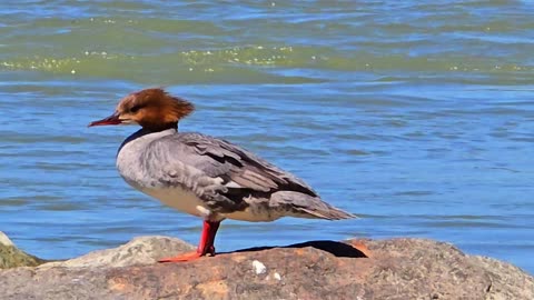 Close-up of a female common merganser at the river / A very beautiful bird at the water.