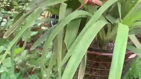 vigorous green plants