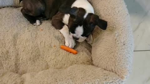 Loulo's 1st carrot