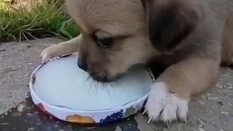 Little puppy drinks milk from a bowl