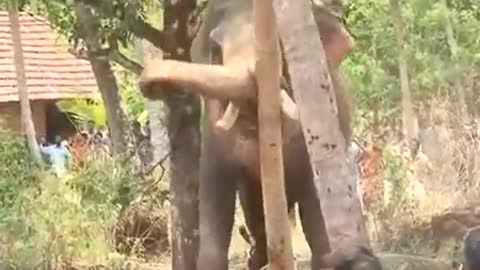 elephant attack in kerala (3) [SiGator]