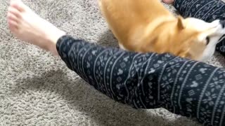 Fuku the Dog Learns Weaving Trick