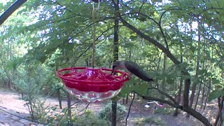 Hummingbird figuring out the best place to eat