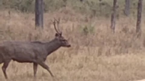 Kanha Kisli National park