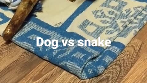 Dog play with snake