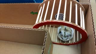 Hamster Dodges Maze