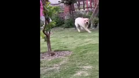 funny animal video 2