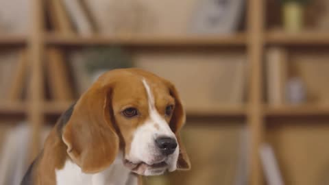 selective focus shot of cute beagle dog catching treat in his mouth