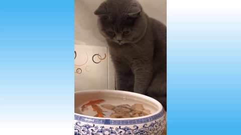 Kitten longing for fish.